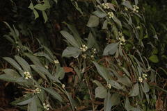 Psychotria nigra